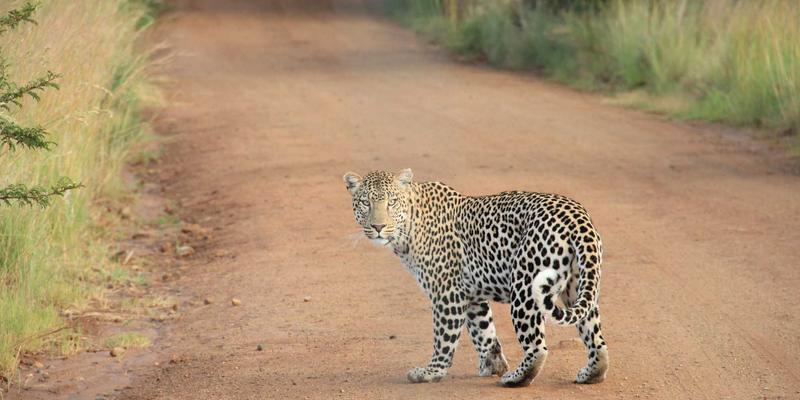 糖尿病管理49：掌握健康饮食与QX糖尿病血糖控制的核心策略